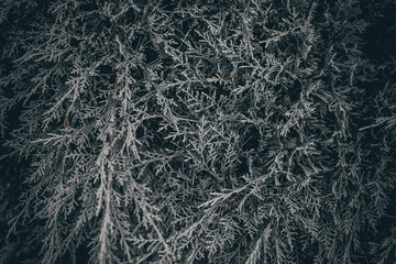 background with juniper branches