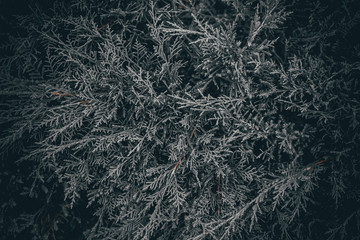 background with juniper branches