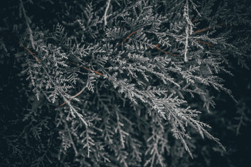 background with juniper branches