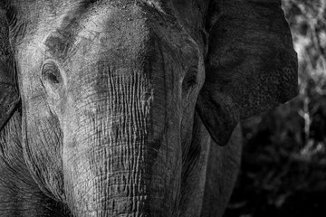 A closeup of an Elephant of Sri Lanka in black and white