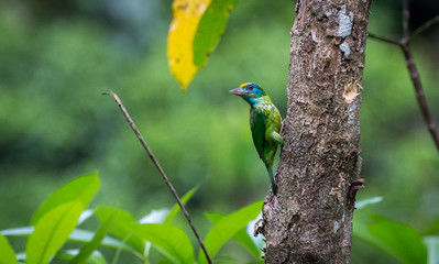 A Yellow-fronted Barbet building its nest on a tree bark in Sinharaja rain forest in sri lanka