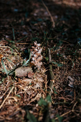 pine cones on the ground