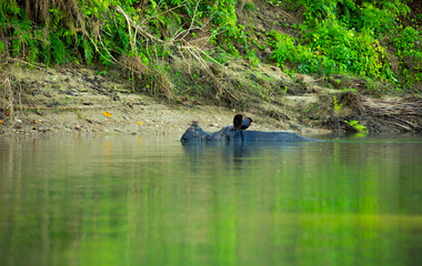 Obraz na płótnie Canvas hippo swimming on a river bank just with the head over water in an National Park in Nepal