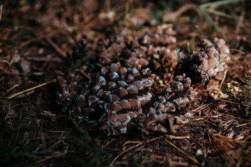 pine cones on the ground