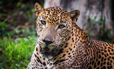 Naklejka na ściany i meble Closeup of a Sri Lankan Leopard, an endangered species endemic to Sri Lanka