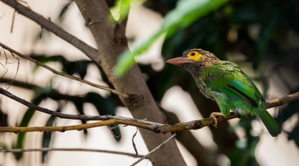 Birds of Sri Lanka, brown headed barbet