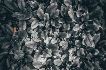 colorblind photo of green grass, film and grain