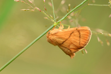 Großer Schneckenspinner