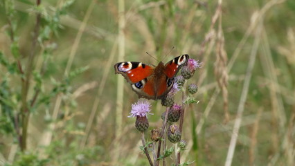 motyl rusałka © Henda