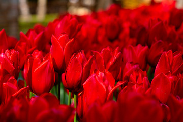 red tulips in the garden