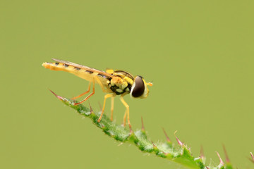 Gewöhnliche Langbauchschwebfliege © Eileen Kumpf