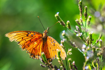 Fototapeta na wymiar Gulf Fritillary Butterfly on wildflowers in Pearland!