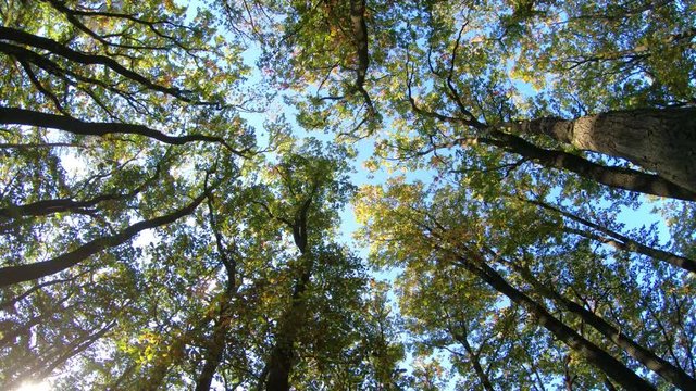 ein Wald, von unten nach oben gefilmt