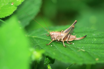 Gewöhnliche Strauchschrecke