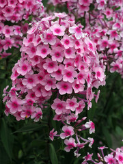Phlox-Flammenblume