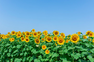 sunflower_2637