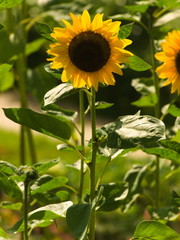 Sunflower - 284542084