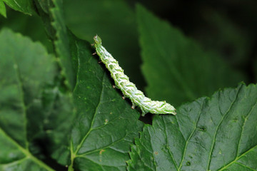 Silbergraue Nessel-Höckereule