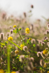 field of yellow flowers