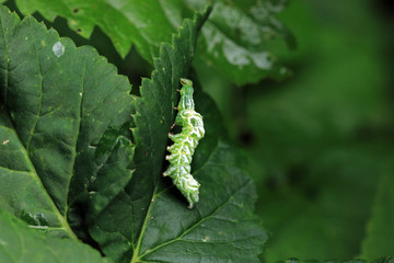 Silbergraue Nessel-Höckereule
