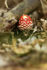 mushroom in forest