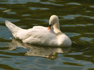Swan - 284542263