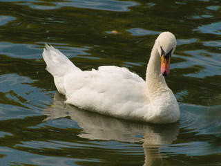 Swan - 284542273
