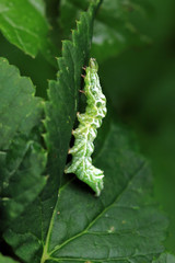 Silbergraue Nessel-Höckereule