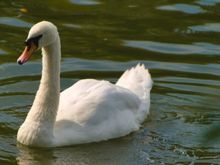 Swan - 284542293