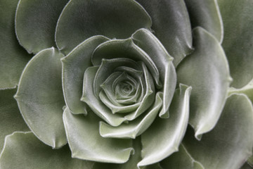 Grüner Sukkulent im Botanischen Garten