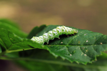 Silbergraue Nessel-Höckereule