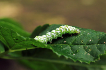 Silbergraue Nessel-Höckereule