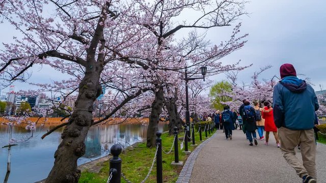 4k Time lapse of Cherry blossom festival at Ueno Park. Ueno Park is one of the best place to enjoy it