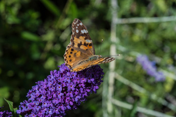 Distelfalter auf Sommerflieder