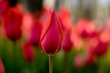 water drops on a red tulip 