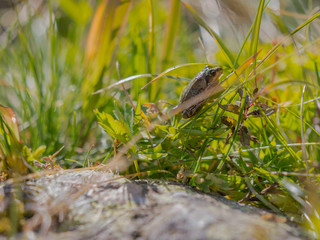 Grenouille perchée