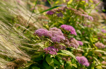 pink wildflowers in the sunlight