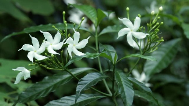 Close up of white Sampaguita Jasmine or Arabian Jasmine flowers blossom in flower garden