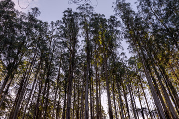 Tree Ferns in Foggy, Healesville, Victoria.