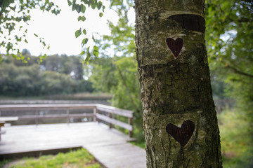 Fototapeta premium Baum mit zwei Herzen