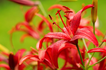 red flower in garden