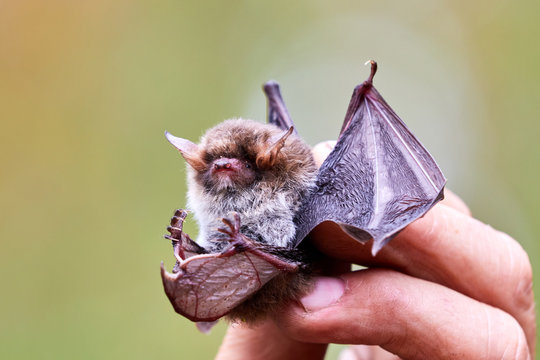 Fledermaus wird mit Fingern festgehalten