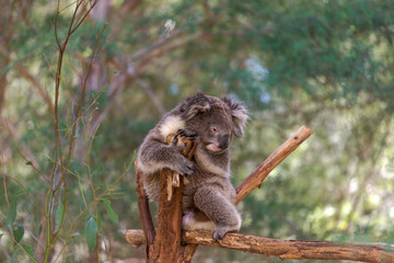The Koala bear on the tree  