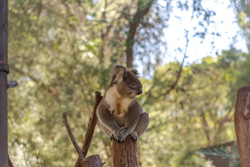 The Koala bear on the tree  