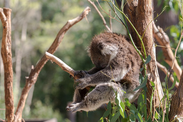 The Koala bear on the tree  