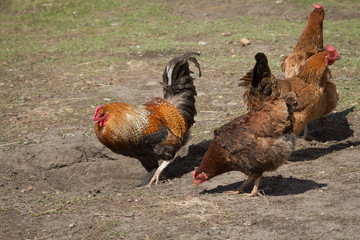 Spring morning in the chicken yard.