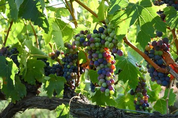Ripe red bunch og grapes on vineyard. Chianti region in Tuscany. Italy.