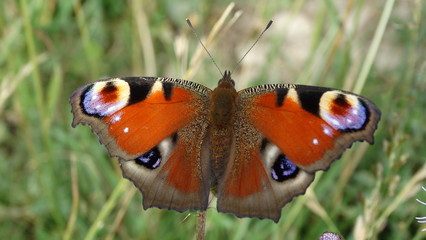 Rusałka Pawik (Inachis Io). Peacock Colorful butterfly on a meadow in the grass.