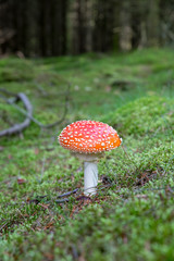 Fliegenpilz im Wald