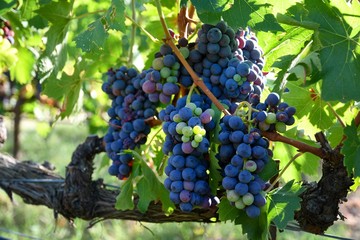Ripe red bunch og grapes on vineyard. Chianti region in Tuscany. Italy.